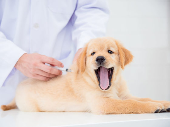 狂犬病予防接種