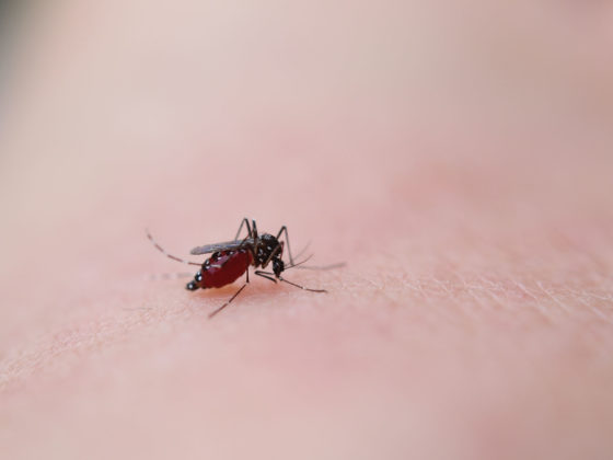 人の血を吸う蚊