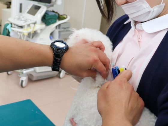 ノミマダニ予防